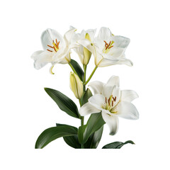 Obraz premium White Lilies in Bloom