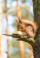 squirrel sitting on a tree branch.