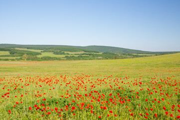 field with green grass and red poppies