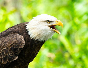 Fototapeta premium Bald eagle profile mouth wide open