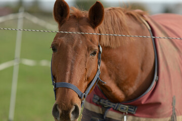 A detailed closeup photograph showcasing a brown horse that is elegantly adorned with a bright red...