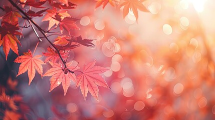 Fototapeta premium Autumnal Maple Leaves with Bokeh Background