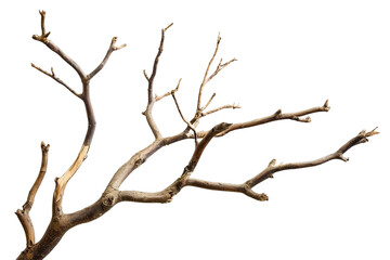 Obraz premium Dried tree branches cut out on white