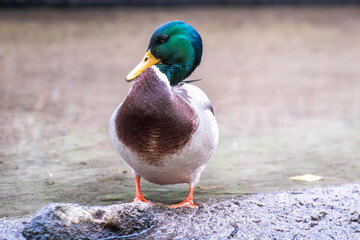 kaczka, ptactwo, zwierzak, woda, charakter, krzyżówka, dzika, dzika natura, jezior, belfer, 