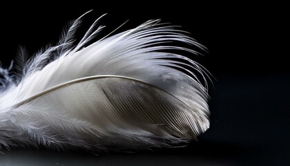 Obraz premium white feather on a black background in a close up soft and delicate texture of the bird s wing with space for text