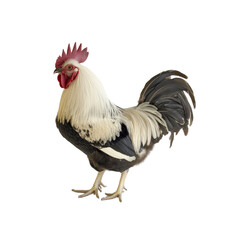 Fototapeta premium Rooster Standing on White Background