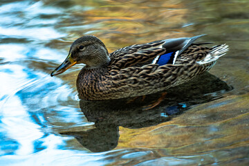 kaczka, ptactwo, zwierzak, woda, charakter, krzyżówka, dzika, dzika natura, jezior, belfer, 
