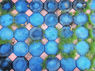 Bermuda grass grows in gaps between brick walkways. The hexagonal shape of blue paving brick floor...