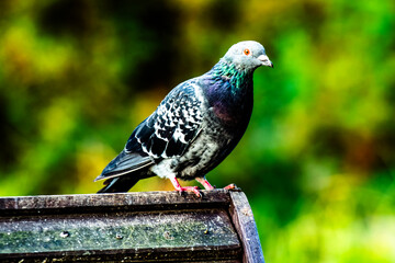 gołąb, ptactwo, zwierzak, gołąb, charakter, dzika natura, pierze, grej, belfer, grej, skrzydła, gród,  © Krzysztof  Jaworski