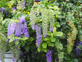 A bunch of Purple Wreath flowers in full bloom. Sandpaper vine has five deep petals that connected...