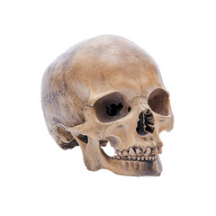 Obraz premium Human Skull with Teeth Isolated on White