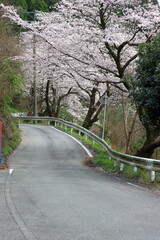 道沿いに咲く桜