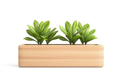 Plant in wooden planter, white isolate background