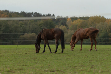 Fototapeta premium In a serene and picturesque grassy field, three horses are peacefully grazing, enjoying the lush greenery around them