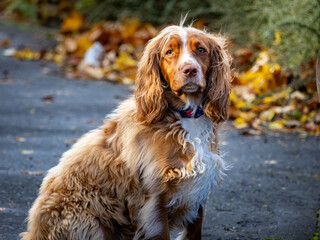 A red dog of the English cocker spaniel breed is sitting in a park in autumn, close up