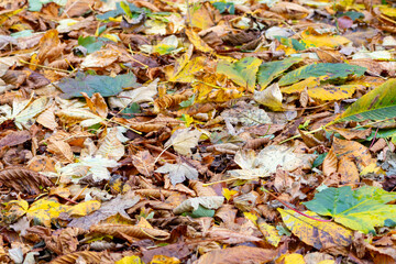 Background of fallen autumn yellow and orange leaves from different trees. Top view