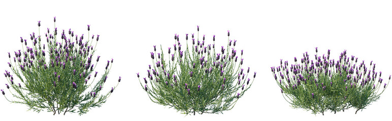 Set of Lavandula pedunculata (Spanish Lavender, French lavender) frontal isolated png on a transparent background perfectly cutout high resolution © Viktoria