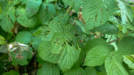 Raspberry Leaves Damaged by Pests or Disease in a Garden