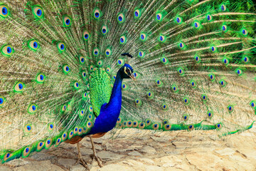 Obraz premium A vibrant peacock displays its colorful feathers in a lush garden during a sunny afternoon