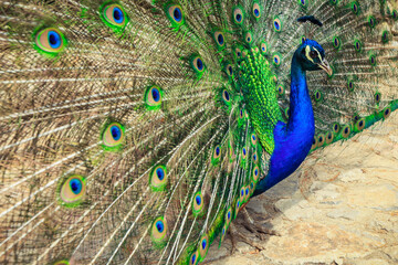 Obraz premium Vivid peacock displays its iridescent feathers in a lush garden setting during a sunny afternoon