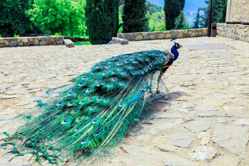 A vibrant peacock displays its colorful feathers on a sunlit stone path in a lush garden setting