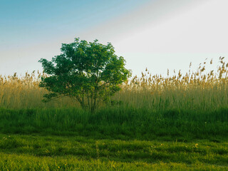 A tree alone in the nature in Hungary Hortobagy