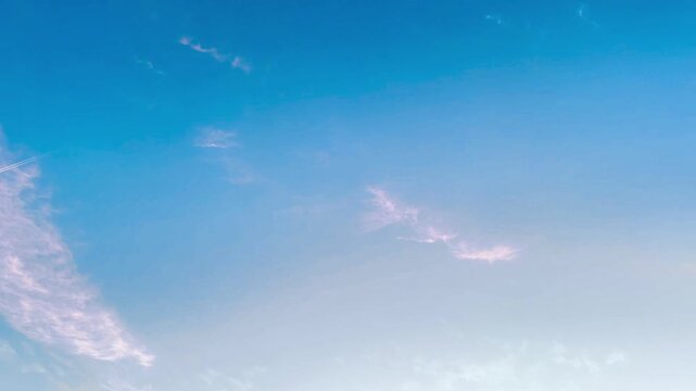 The bird fly back to their nests in the evening.