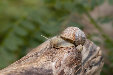 Brown long big snail round shell with stripes and with long horns crawling on the edge of stump closeup.