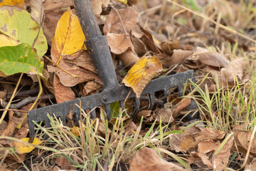 Harvesting dry leaves. Restoring order on the street. Fallen leaves are collected with a rake. Gardener work rake.