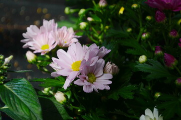 Background of beautiful pink chrysanthemum flowers.