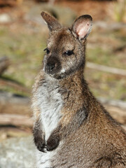 Kangaroo Australian icon animal in nature Tasmania