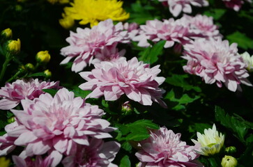 Background of beautiful pink chrysanthemum flowers.