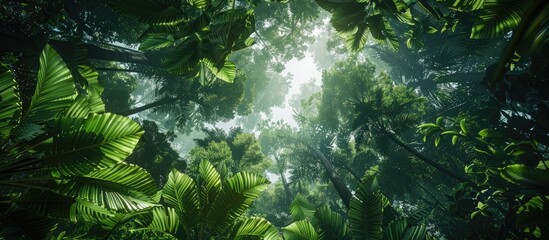 Tree canopy viewed from beneath creating a leafy pattern in a tropical forest setting ideal for a calming rainforest wallpaper with vibrant tree colors and ample copy space image
