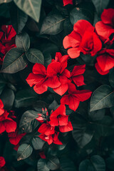 Vivid red flowers bloom beautifully against a backdrop of lush green leaves showcasing nature's vibrant colors