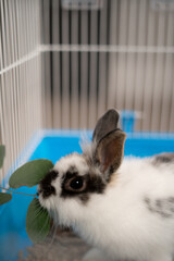 Fluffy dwarf rabbit eating green leaves inside cage