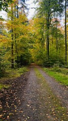 Obraz premium Path to the wood #3