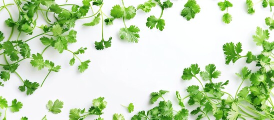 Obraz premium Fresh green coriander leaves can be used for cooking or making masala chutney embodying health nature and food concepts against a white background with copy space image