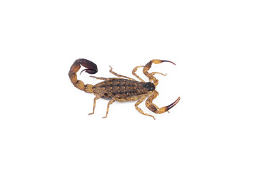 Dangerous Venomous insects. Chinese striped bark scorpion or Vietnamese brown scorpion - Lychas mucronatus isolated on white background.