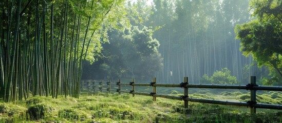 Bamboo fence and grassland in early summer set the scene in a 21st century forest and open space...