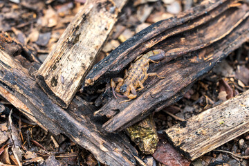 Dangerous Venomous insects. Chinese striped bark scorpion or Vietnamese brown scorpion - Lychas mucronatus on old rotten wood in a pile of wet leaves under the tree.