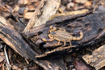 Dangerous Venomous insects. Chinese striped bark scorpion or Vietnamese brown scorpion - Lychas mucronatus on old rotten wood in a pile of wet leaves under the tree.