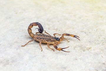 Dangerous Venomous insects. Chinese striped bark scorpion or Vietnamese brown scorpion - Lychas mucronatus on old Cement board.