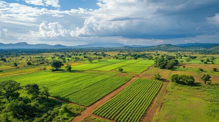 Top view of African farmland in neat rows, with open space for copy in the sky