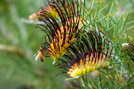 Honeybee foraging on Grevillea flower - Prickly Toothbrushes, Grevillea armigera.