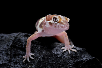 Baby leopard gecko lizard on rock, eublepharis macularius
