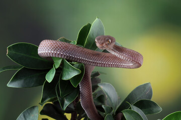 Fototapeta premium Baby viper snake on branch, trimeresurus purpureomaculatus viperidae