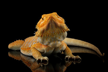 bearded dragon red hypoisolated on black, bearded dragon lizard, Pogona mitchelli