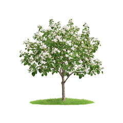 Obraz premium Blooming Tree with White Flowers and Green Leaves Isolated on White Background