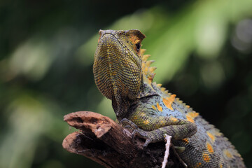 Forest dragon reptile on a branch, Gonocephalus chamaeleontinus, animal closeup