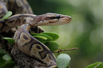 Ball python snake close up on a tree, python regius